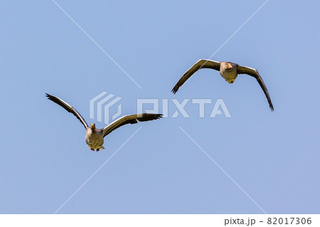 The flying greylag goose, Anser anser is a species of large goose The flying greylag goose, Anser anser is a species of large goose 82017306