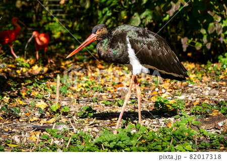 Black stork, Ciconia nigra in a german nature park Black stork, Ciconia nigra in a german nature park 82017318