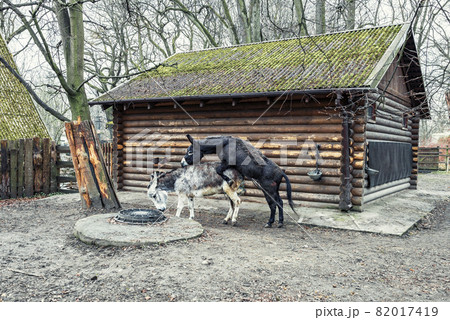 Donkey mating. A black domestic donkey climbs on a gray one 82017419