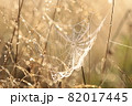 Spider web on a meadow during sunrise 82017445