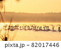 Swans on the lake at dawn 82017446