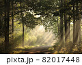 A forest path among oak trees on a misty autumn morning 82017448