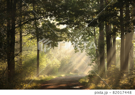 A forest path among oak trees on a misty autumn morning 82017448