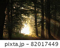 A forest path among oak trees on a misty autumn morning 82017449