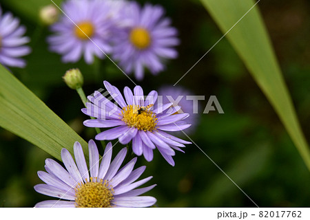 薄紫色の菊と虫の写真素材