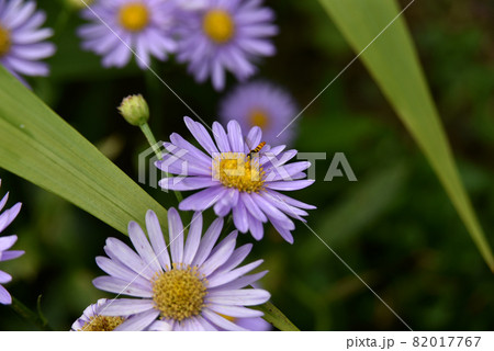 薄紫色の菊と虫 82017767