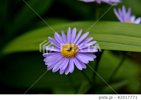 薄紫色の菊と虫 82017771
