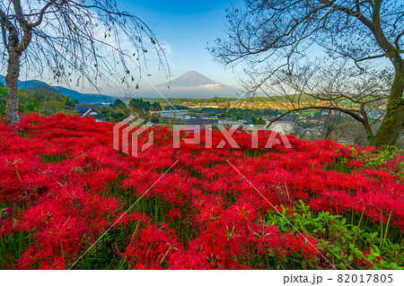 富士山　彼岸花 82017805