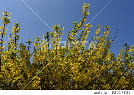 満開のレンギョウ 82017855