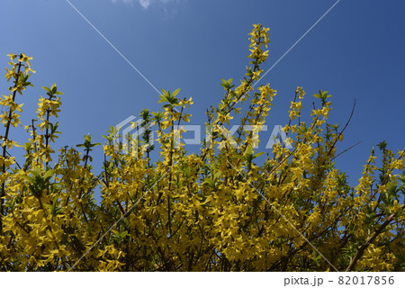 満開のレンギョウ 満開のレンギョウ 82017856