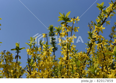 満開のレンギョウ 82017859