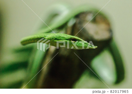 Oriental whipsnake The body is green, slender, elongated, slender head, pointed mouth. The adult size is up to 2 meters. It is a very mild venomous snake. 82017965