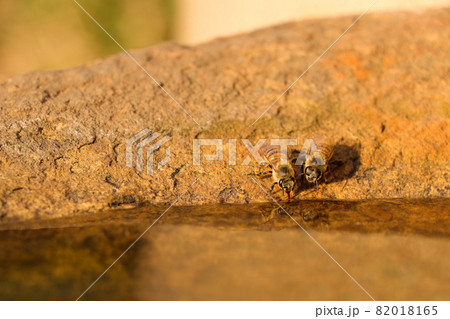 African Honey Bees Drinking From Rock Pool (Apis mellifera scutellata) 82018165