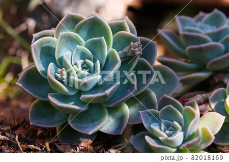 Blue Rock Rose Succulent Plant (Echeveria imbricata) Blue Rock Rose Succulent Plant (Echeveria imbricata) 82018169