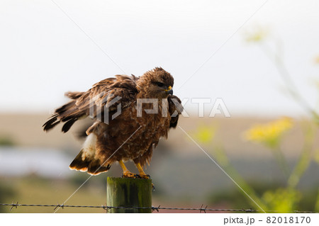 Steppe Buzzard Ruffling Its Feathers On Fence Post (Buteo buteo) 82018170