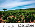 Vineyards of Burgundy wine region of France 82018399