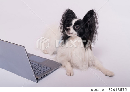 Smart dog papillon breed works at a laptop on a white background. Continental Spaniel uses a wireless computer. 82018656