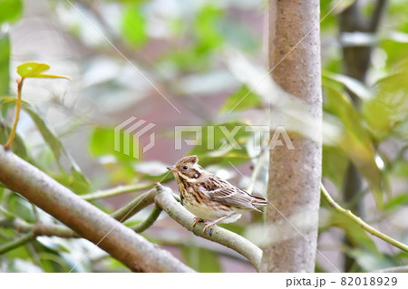森の中のカシラダカ 82018929