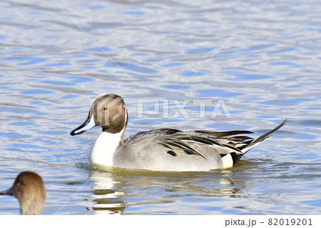 川を泳ぐオナガガモ 川を泳ぐオナガガモ 82019201