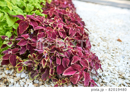 Burgundy coleus leaves against bright white pebbles Burgundy coleus leaves against bright white pebbles 82019480