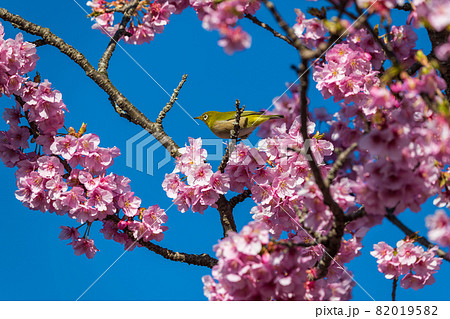 松田町松田山 満開の河津桜とメジロ の写真素材 0195