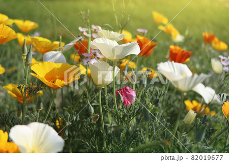Save Download Preview Summer backgroung. Flowers of eschscholzia californica or golden californian poppy, cup of gold, flowering plant in family papaveraceae . 82019677