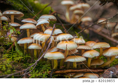 Family of white orange inedible false honey mushrooms growing from a fallen fir tree covered with moss in a lightLatvian forest Family of white orange inedible false honey mushrooms growing from a fallen fir tree covered with moss in a lightLatvian forest 82019855