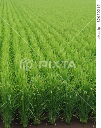 農業イメージ（稲作） 82020216