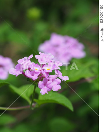 ランタナ（コバノランタナ　自然質感） 82020400