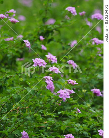 ランタナ（コバノランタナ　自然質感） 82020401