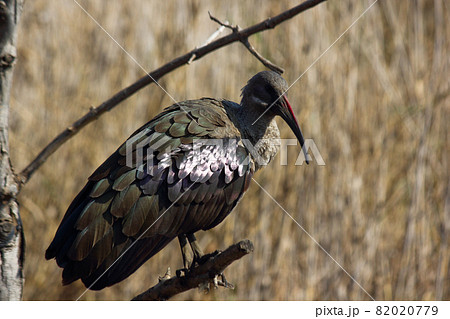 Hadeda Ibis Bird Perched On Branch (Bostrychia hagedash) 82020779