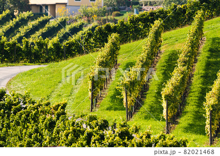 Hills Of vines on Vineyard In South Styria Region in Austria Hills Of vines on Vineyard In South Styria Region in Austria 82021468