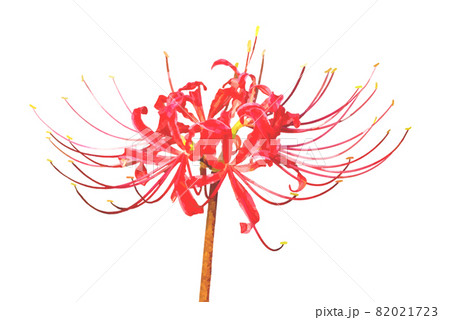 一輪の赤い彼岸花 一輪の赤い彼岸花 82021723