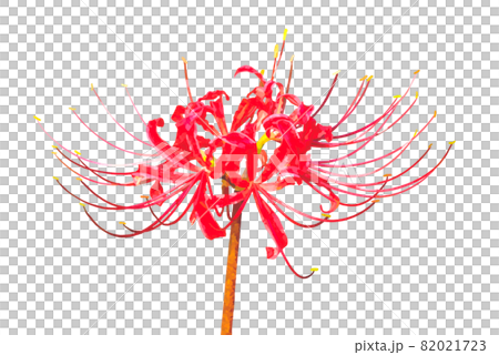 一輪の赤い彼岸花 一輪の赤い彼岸花 82021723