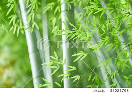 竹林 82021798