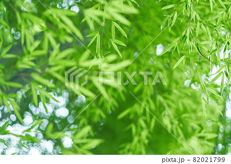竹林 82021799