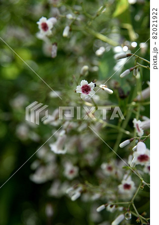 ヘクソカズラの花 ヘクソカズラの花 82021922