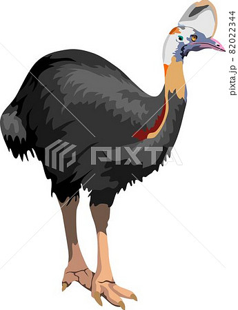 Cassowary Bird Animal Cassowary Bird Animal 82022344