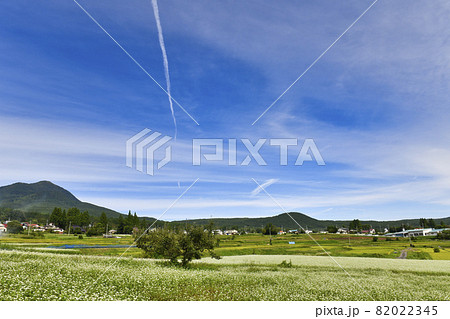 信州戸隠高原の蕎麦畑 信州戸隠高原の蕎麦畑 82022345