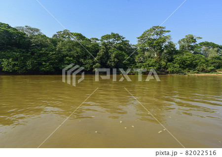 Pantanal forest ecosystem, Mato Grosso, Brazil 82022516