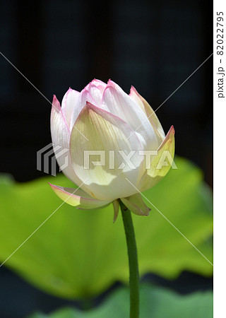 ハスの花 ハスの花 82022795