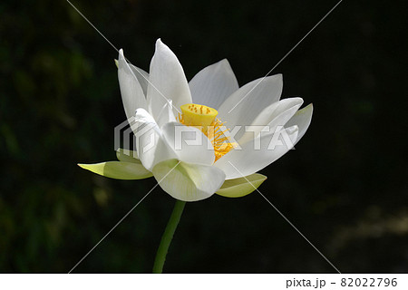 ハスの花 82022796