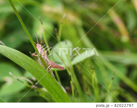赤いバッタ 82022797