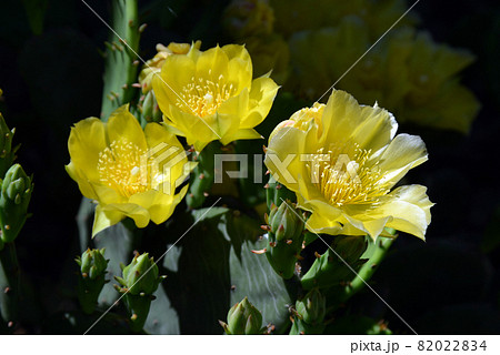 サボテンの花 82022834