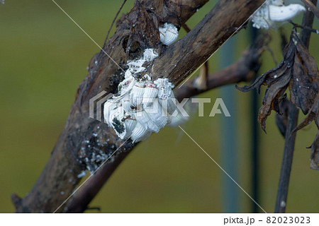 嫌な害虫　カイガラムシ 82023023