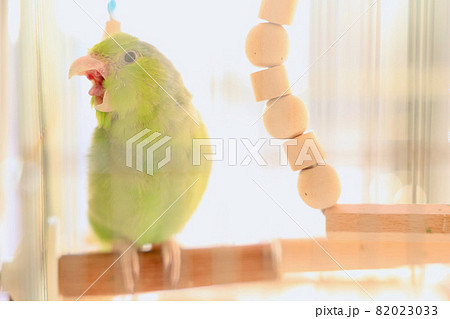 インコのあくび。　マメルリハ 82023033