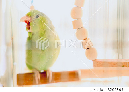 インコのあくび。 マメルリハ インコのあくび。 マメルリハ 82023034