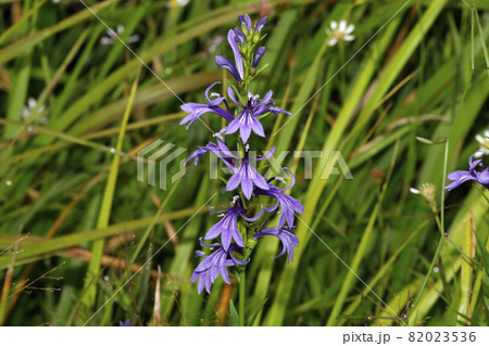 サワギキョウの花の写真素材