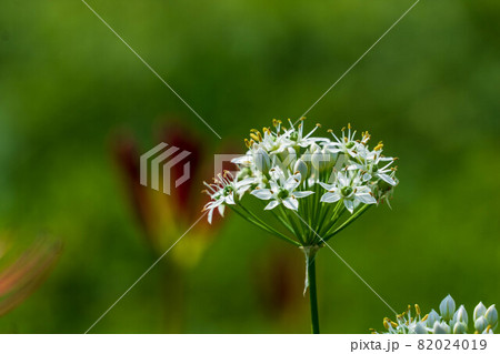 可愛い野菜の花 ニラ 可愛い野菜の花 ニラ 82024019