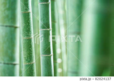 竹林 82024137